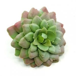 gumis-kovirozsa-hamvas-zold-7-cm-dobosdoboz