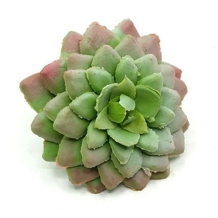 gumis-kovirozsa-hamvas-zold-7-cm-dobosdoboz gumis-kovirozsa-hamvas-zold-7-cm-dobosdoboz