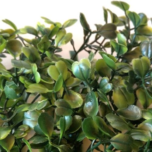 zold-puszpang-(buxus)-muanyag-50-kis-egyseg-dobosdoboz zold-puszpang-(buxus)-muanyag-50-kis-egyseg-dobosdoboz