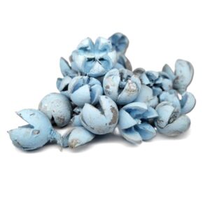 Vintage pasztell kék csillagrózsa termés 45 gr, száraztermés, szárazdekor, festett termés