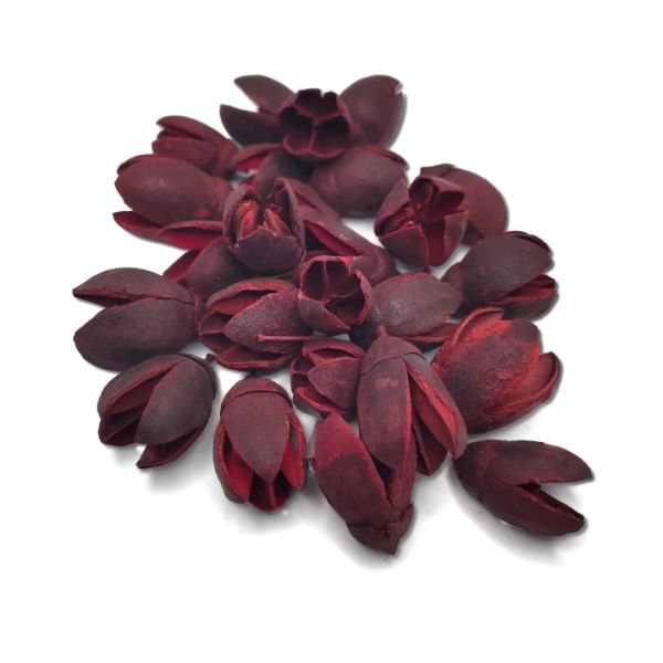 bordo-bakuli-termes-dobosdoboz Bordó bakuli termés, virágkötlsszeti elem, dekorkellék, dekorációs elem, szárított termés, festett termés