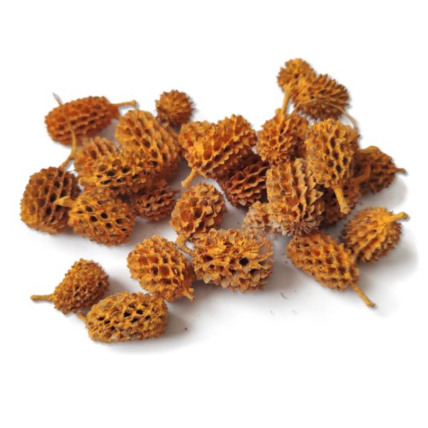 narancssarga-casuarina-termes-dobosdoboz Narancssárga casuarina termés – 40 g, dekorkellék, virégkötészeti kellék, szárazvirág