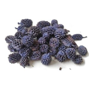 Veri Pery casuarina termés – 40 g, terméscsomag, festett termés, virégkötészet kék, lila