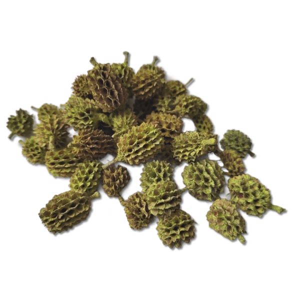 zold-casuarina-termes-dobosdoboz Zöld casuarina termés – 40 g, szárazvirég, virégkötészet, dekorelem, dekorációs elem