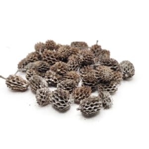 Zúzmarás casuarina termés – 40 g, téli termés, dekorelem, dekorkellék, száraz virág, díszítőelem, kiegészítő dekorelem