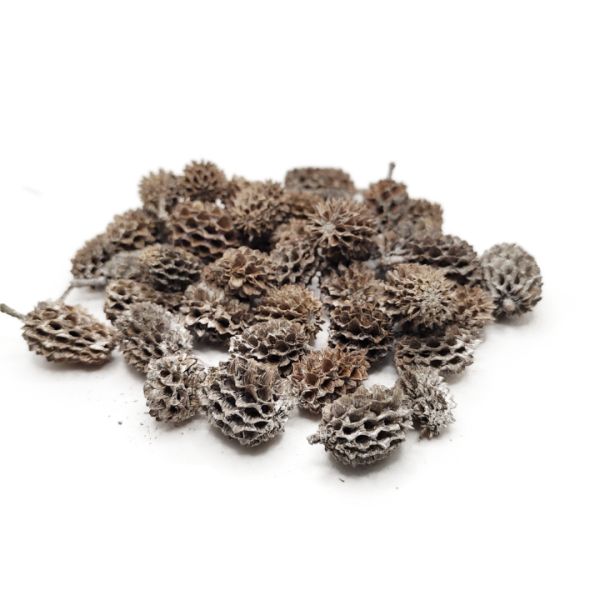 zuzmaras-casuarina-termes-dobosdoboz Zúzmarás casuarina termés – 40 g, téli termés, dekorelem, dekorkellék, száraz virág, díszítőelem, kiegészítő dekorelem